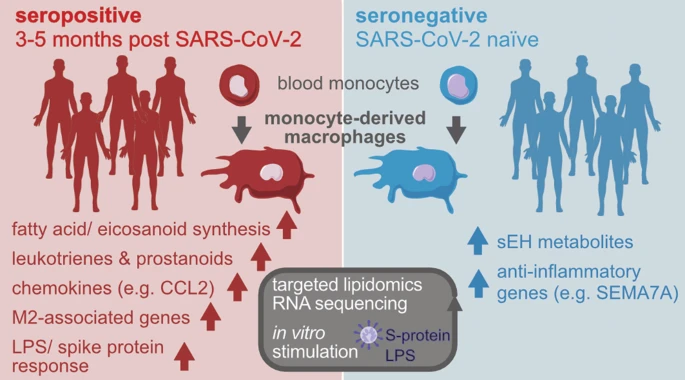 新冠轻症患者的巨噬细胞在感染数月后仍表现出炎症和代谢表达的改变