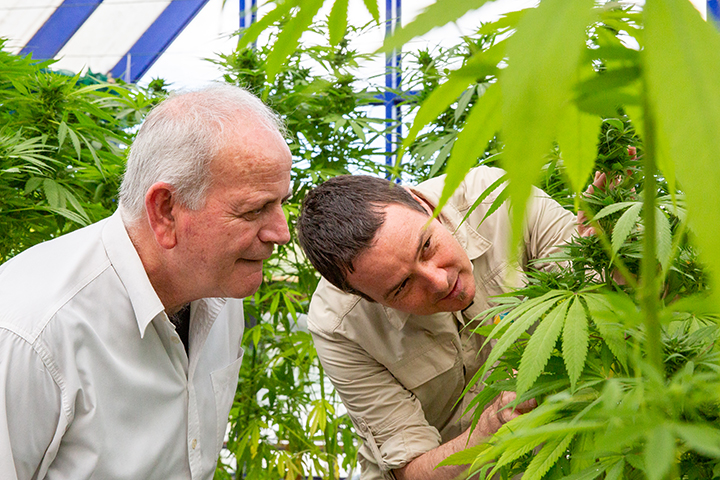 Functional food opportunity: Aussie researchers embark on hemp nutritional quality project to boost market