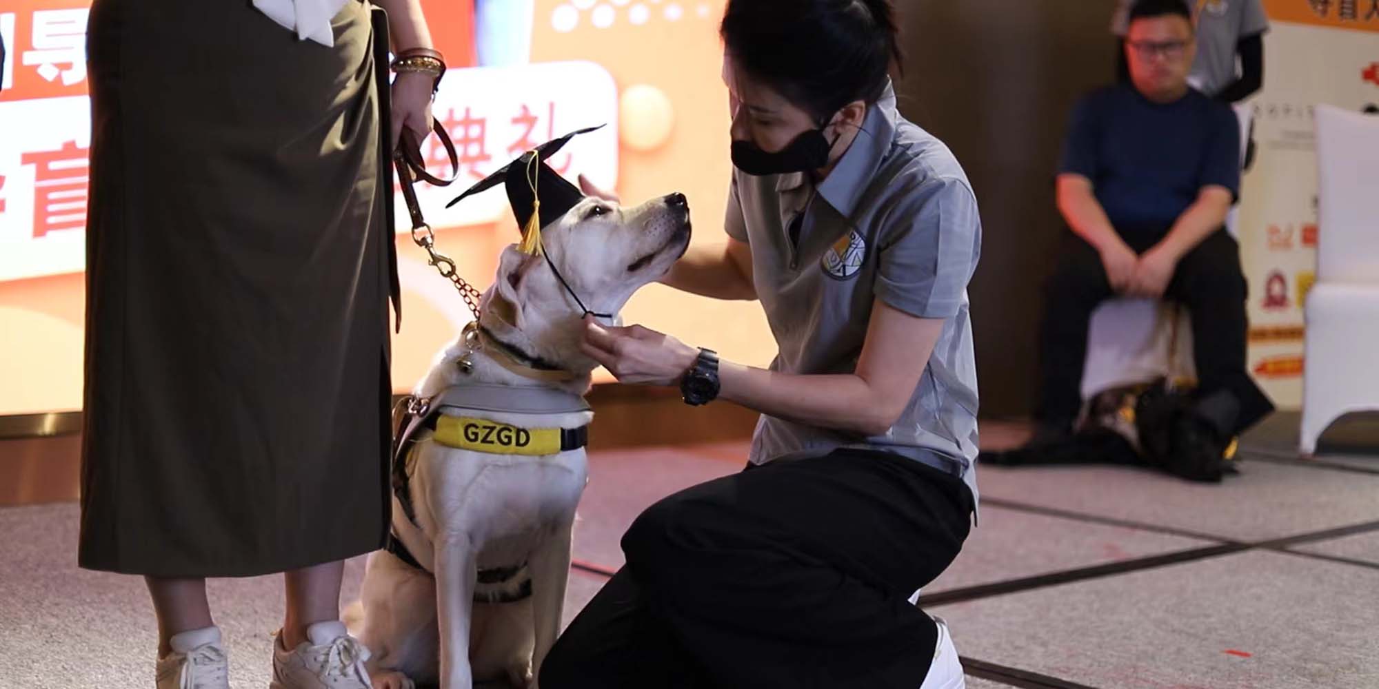 ‘Graduation Day’ for Guide Dogs Highlights Their Rarity in China