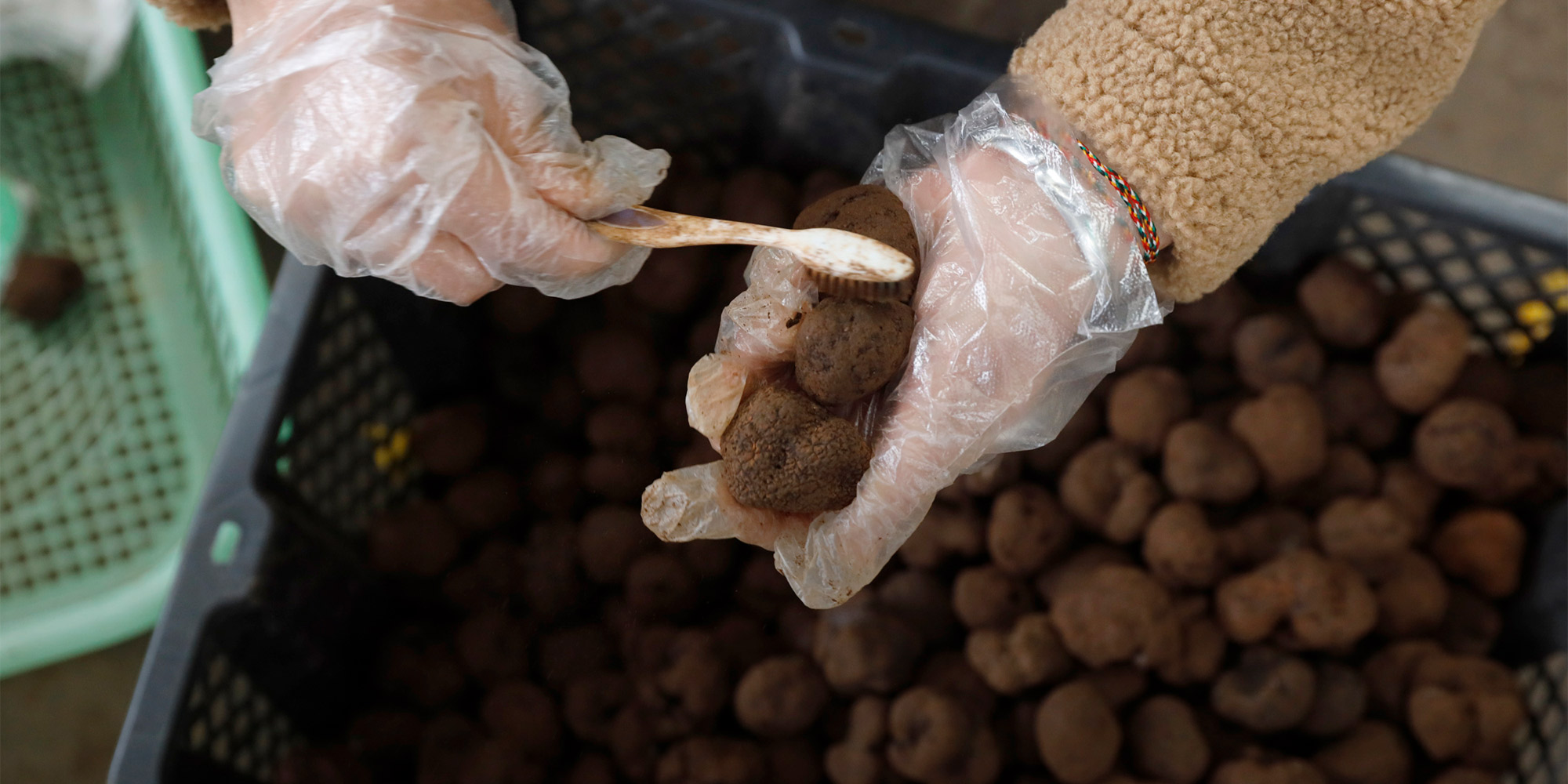 In Southwest China, Truffles Smell a Lot Like Money