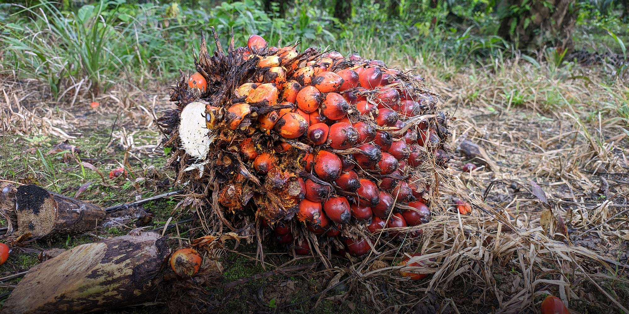 Will China Produce Its Own Palm Oil?