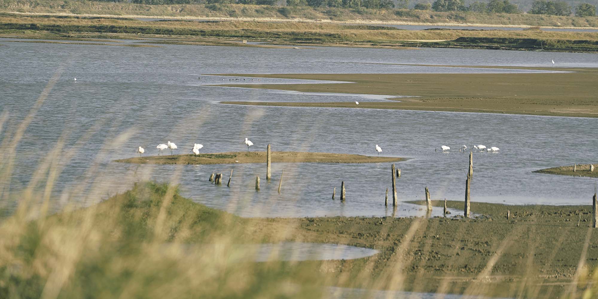 China’s ‘Migratory Bird Haven’ Threatened by Climate Change