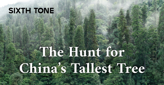 The Hunt for  China’s Tallest Tree