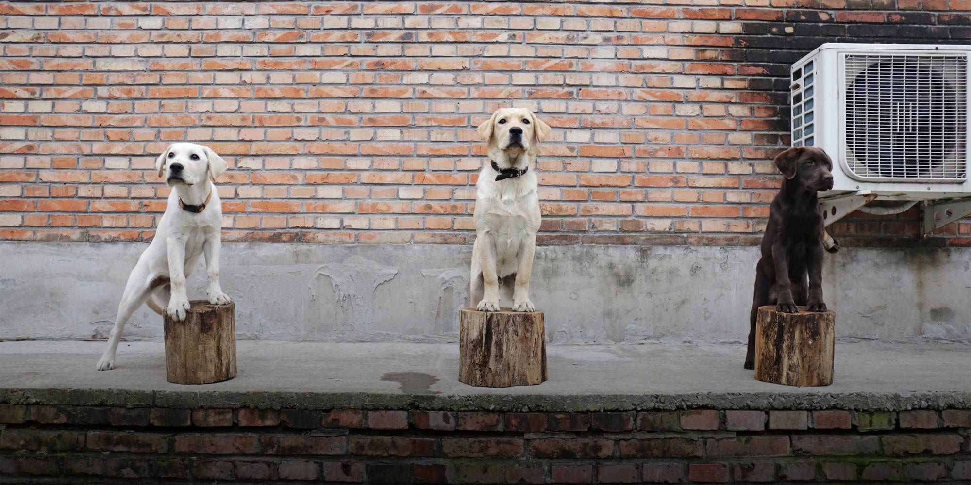 Meet the Slobbering Students of China’s Newest Training Schools