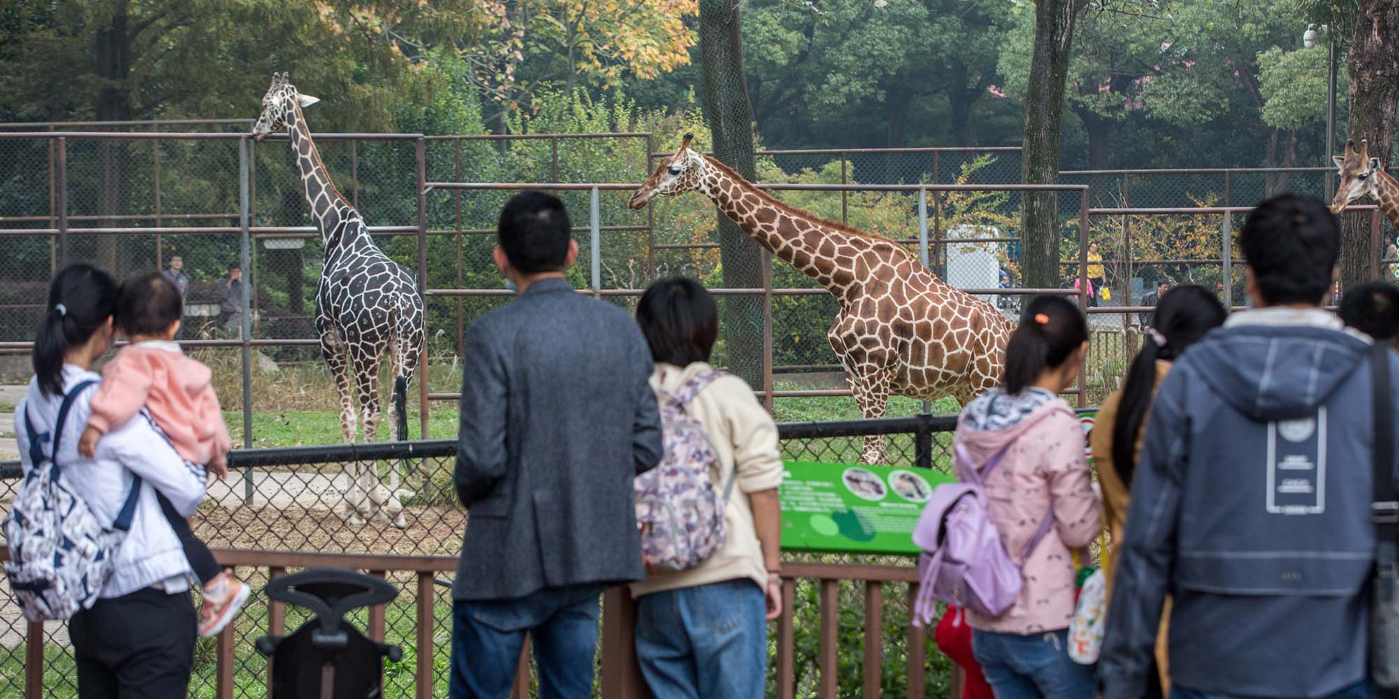 Nanjing Zoo Encourages Virtual Animal Adoption Amid Cash Crunch