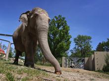 Eine Ikone des Augsburger Zoos: Deutschlands ältester Elefant ist mit 67 Jahren gestorben