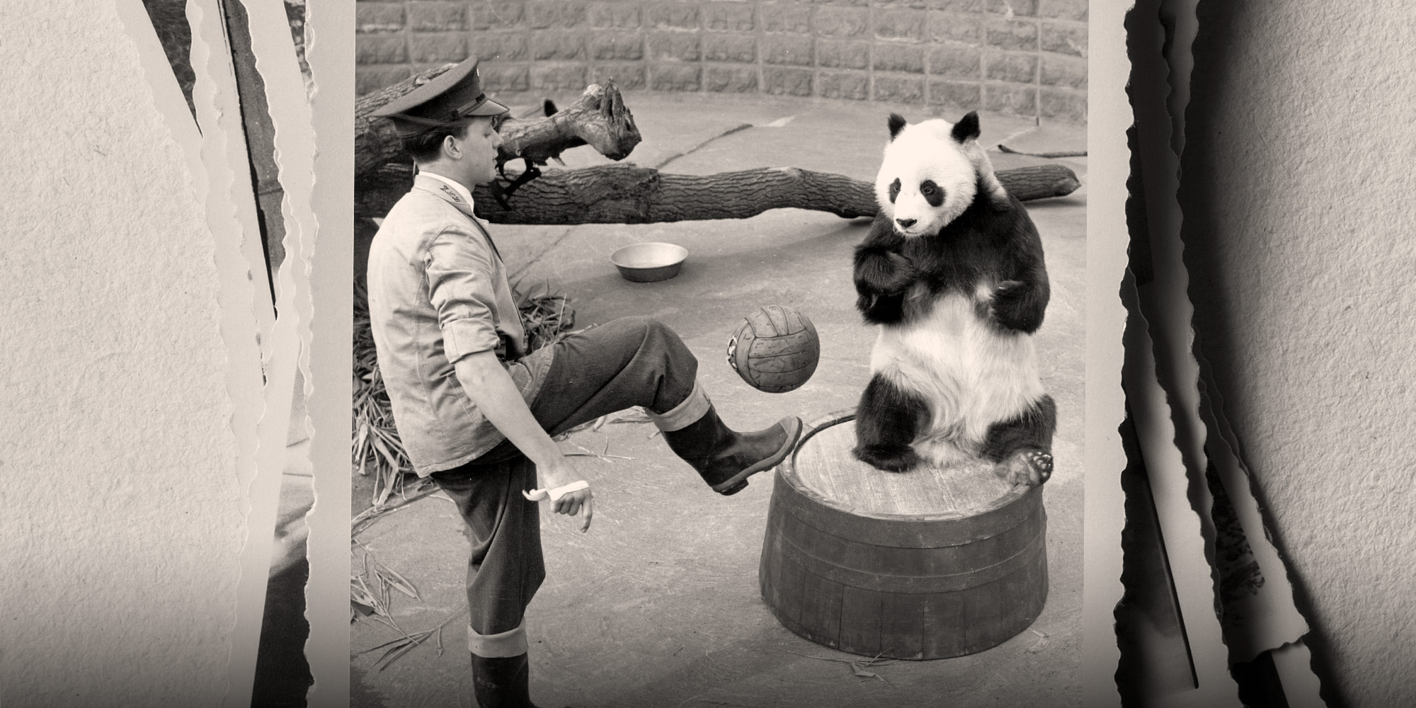 The Wild and Wooly History of China’s Panda Diplomacy