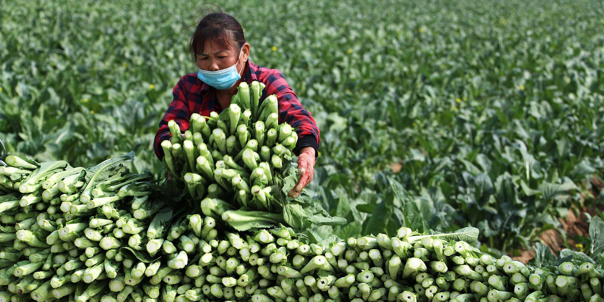 Vegetable Sales Tumble Amid COVID Curbs in China’s Agriculture Hub