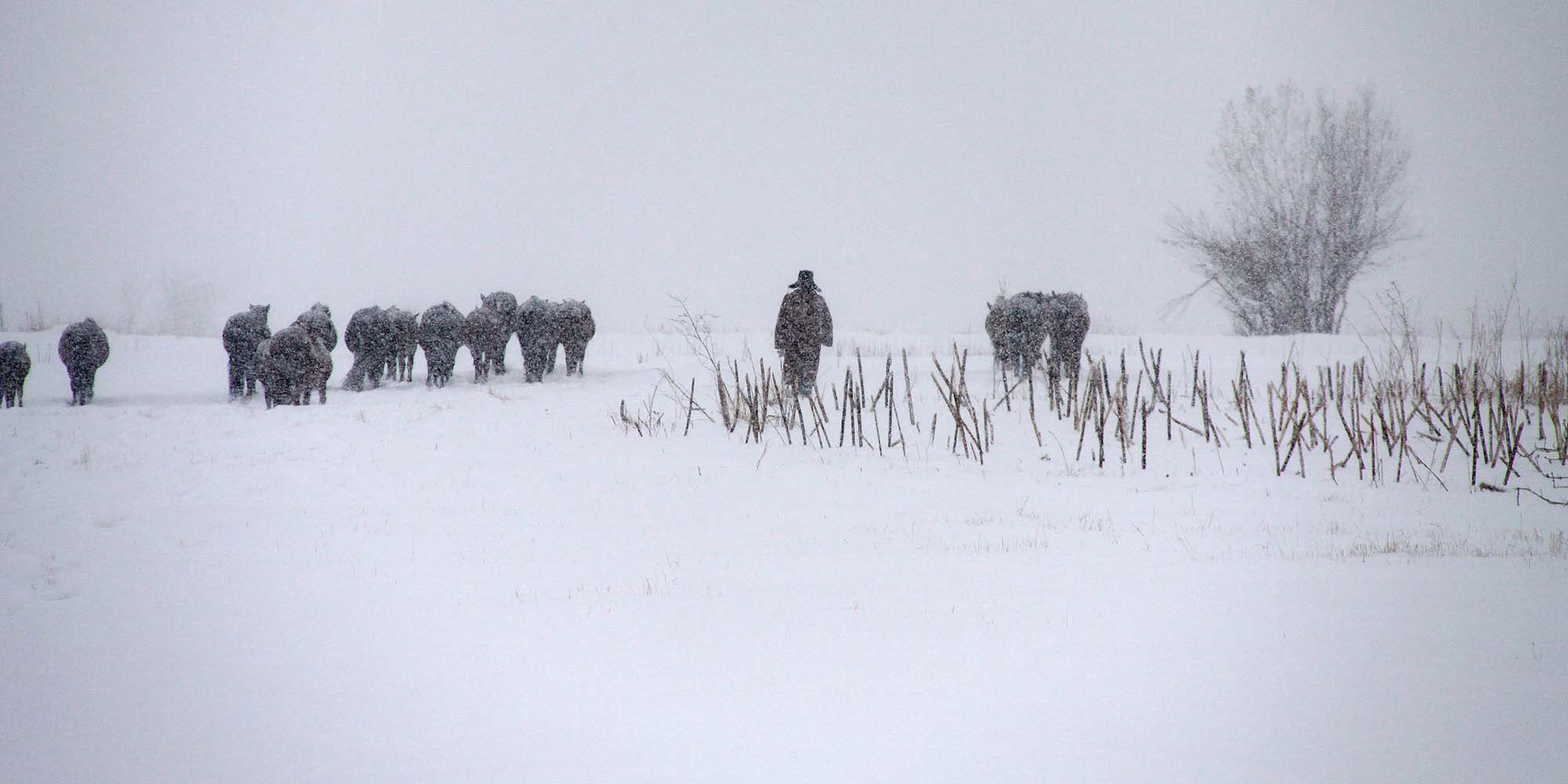 Brutal Winter Freezes Livestock, Traps Herders in Northwest China