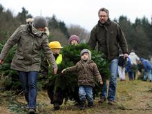 Mit Säge und Beil in den Wald: Weihnachtsbäumeschlagen in Brandenburg