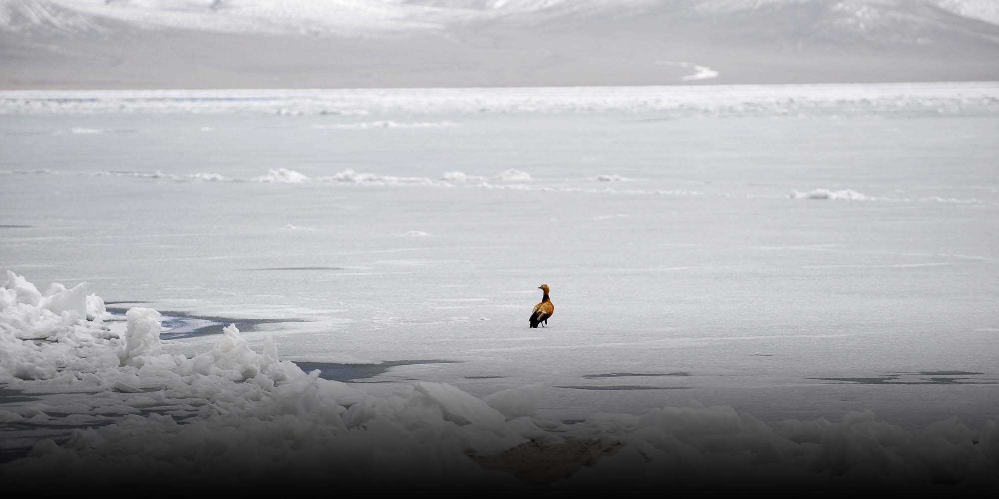 Lakes on Tibetan Plateau Freezing Late, Melting Early: Study