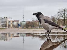 Körner, Weichfutter, Hygiene: So füttern Sie Vögel im Berliner Winter richtig