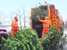 BSR-Aktion 2023: Die Termine für die Weihnachtsbaumabholung in Berlin