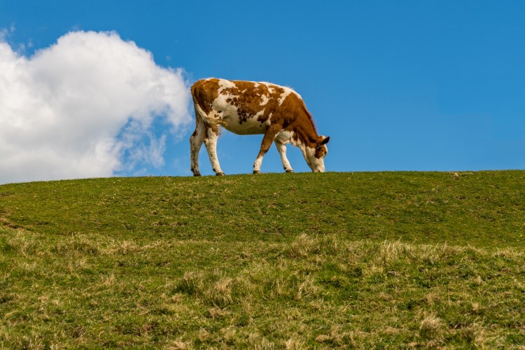 Danone to cut methane by 30% by 2030 through regenerative farming, feed innovation