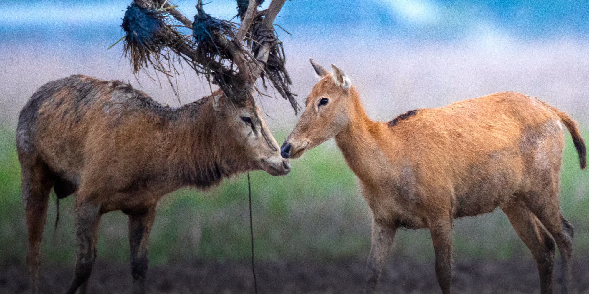 How Has the Ramsar Convention Shaped China’s Wetland Protection?