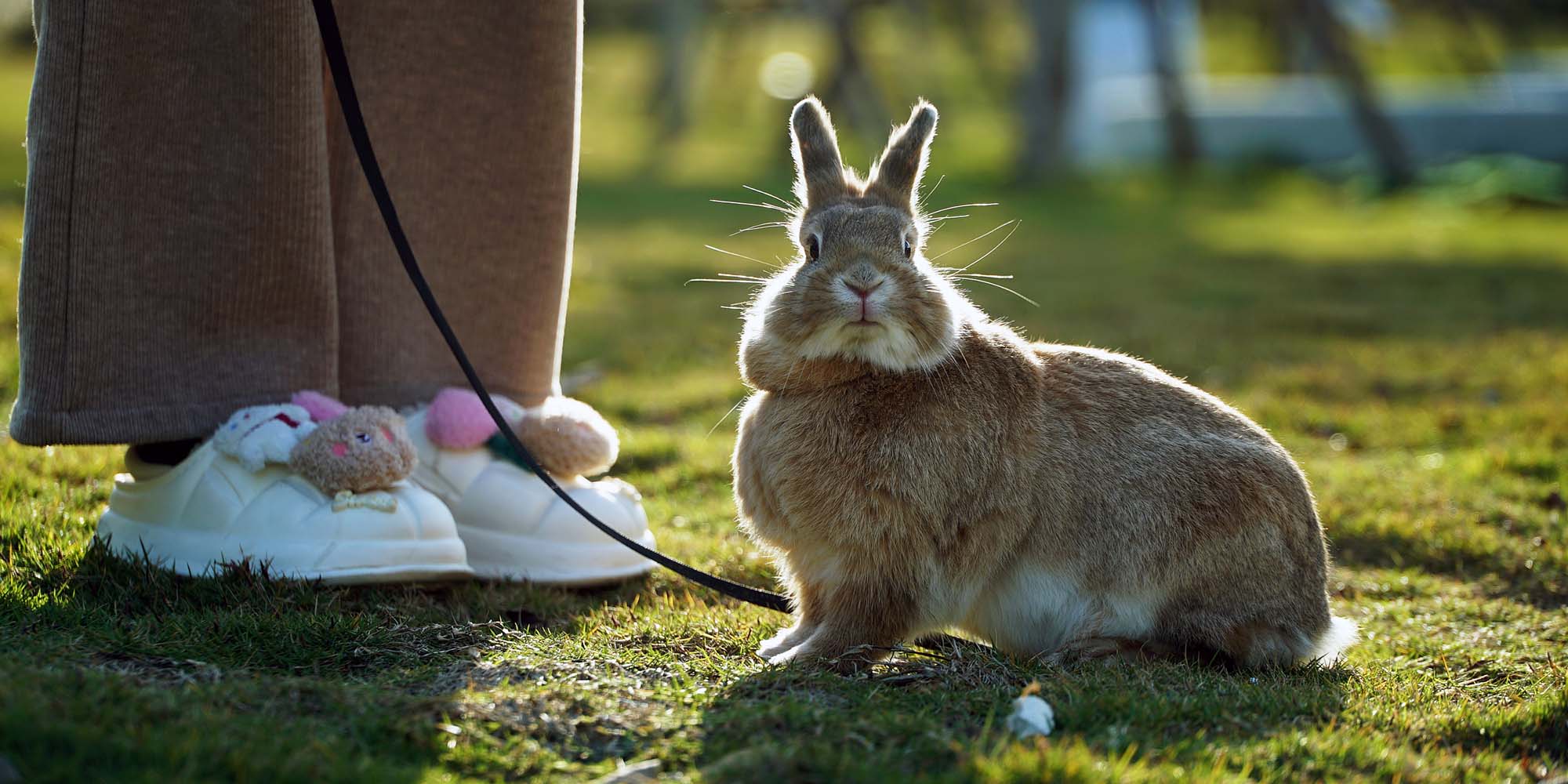 Bunny Business Picks Up in the Year of the Rabbit