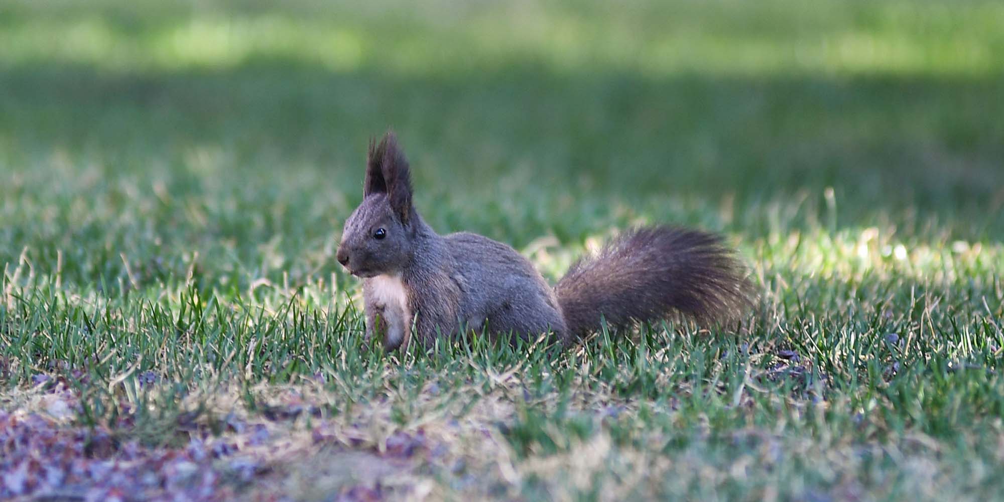 In China’s Chongqing, Police Squirrels Can Now Sniff out Drugs