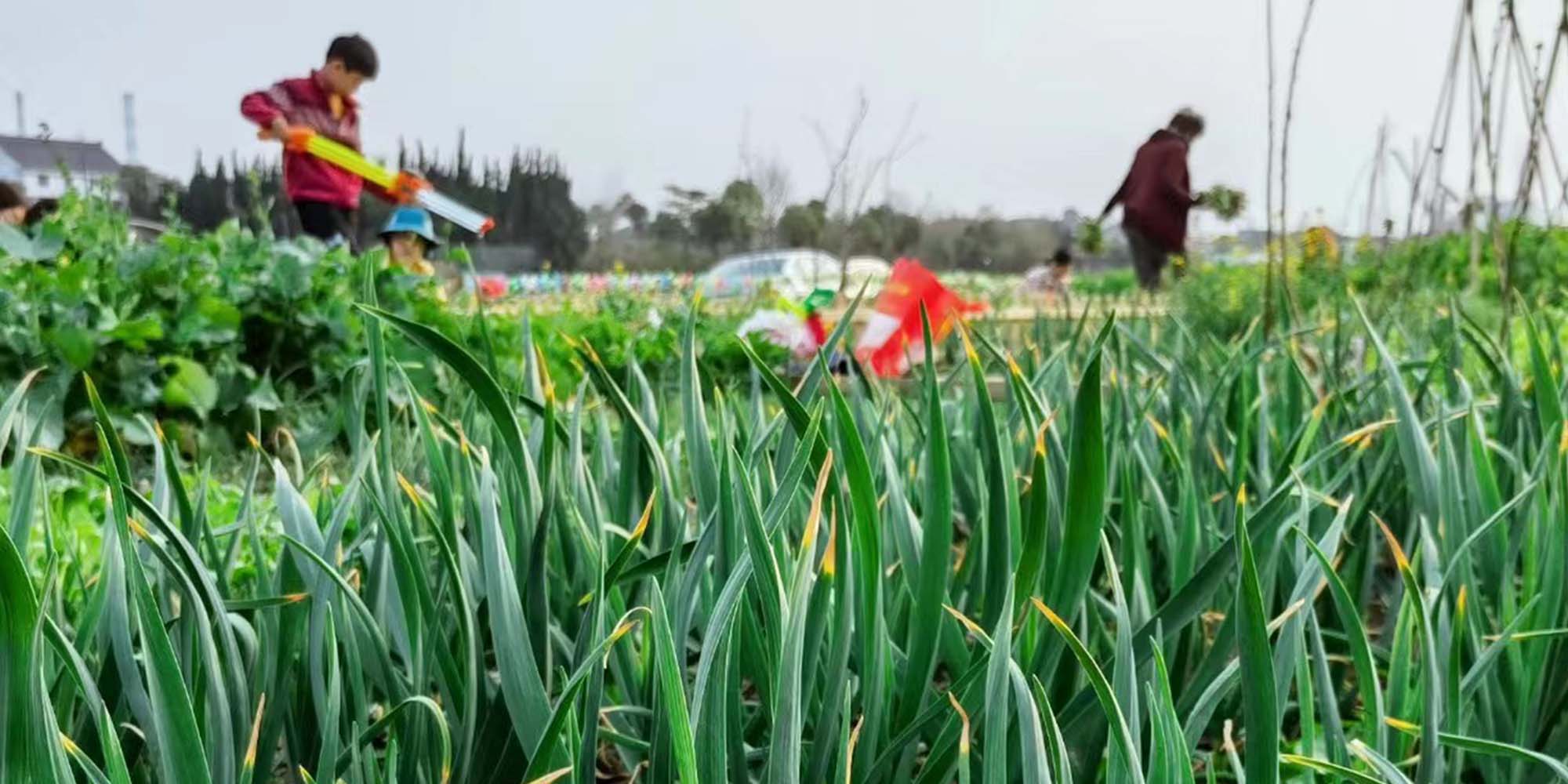 To the Fields: China’s Professionals Become Part-Time Farmers