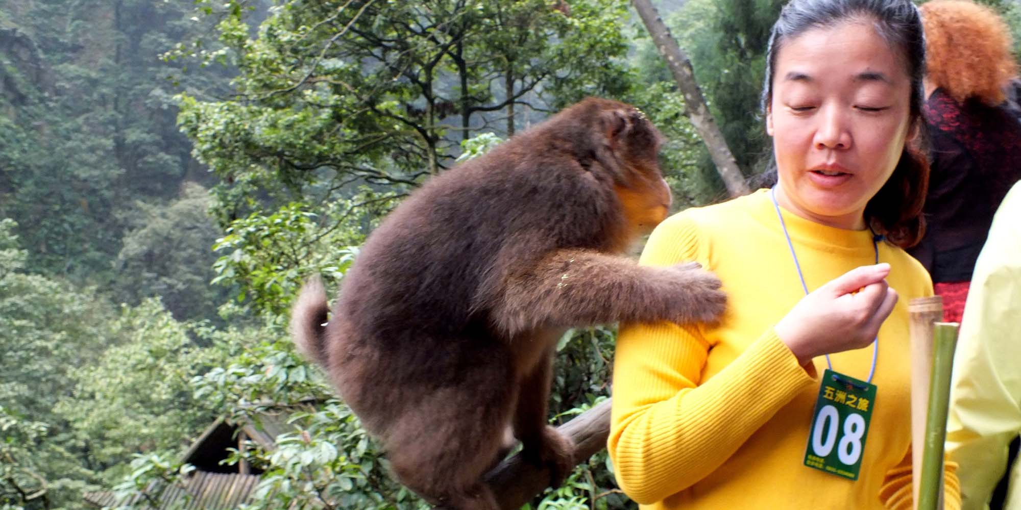 In Sichuan Park, Monkeys Keep Visitors Wary, Staff on Their Toes