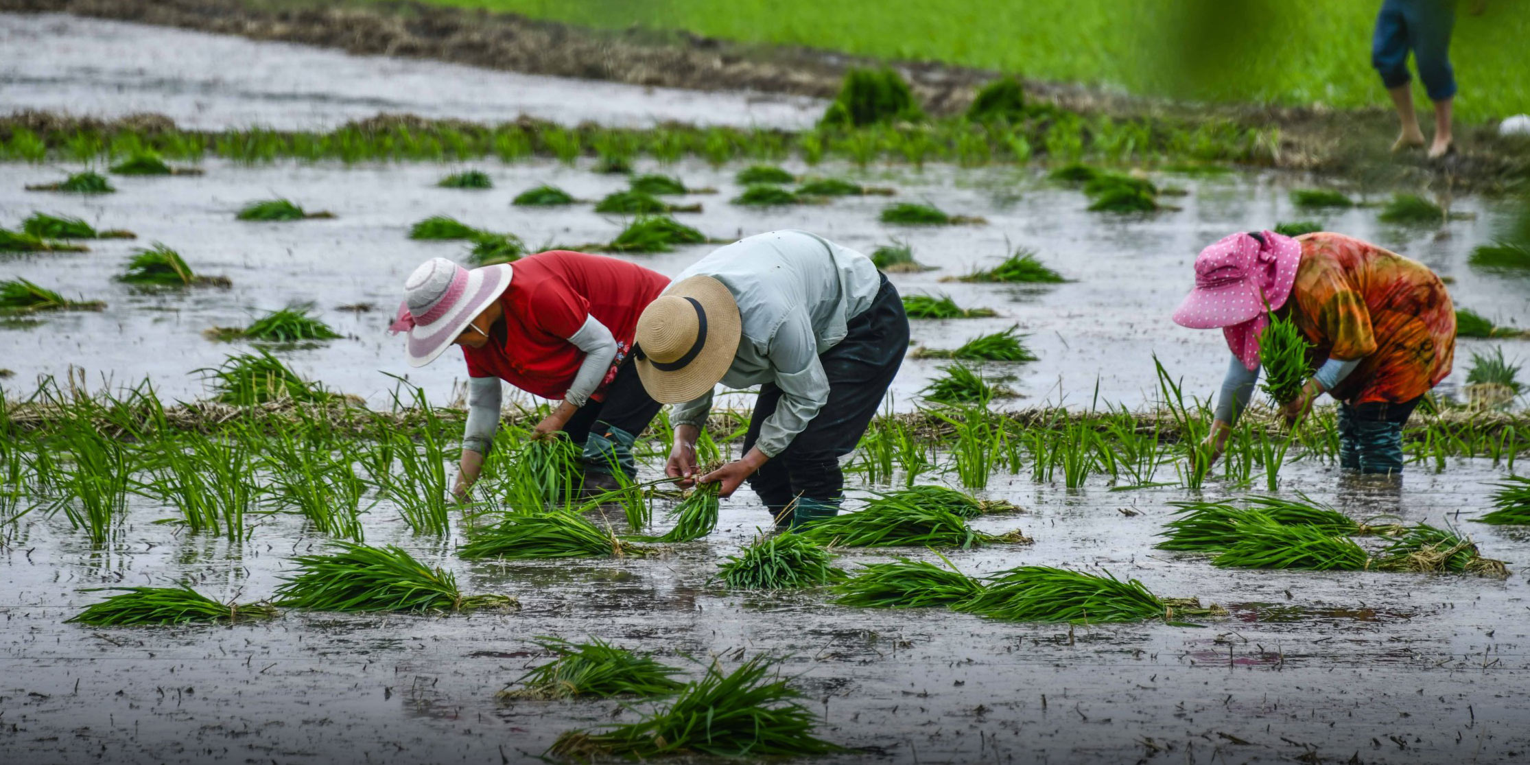 Chinese Rice Farming Trials Cut Methane Emissions