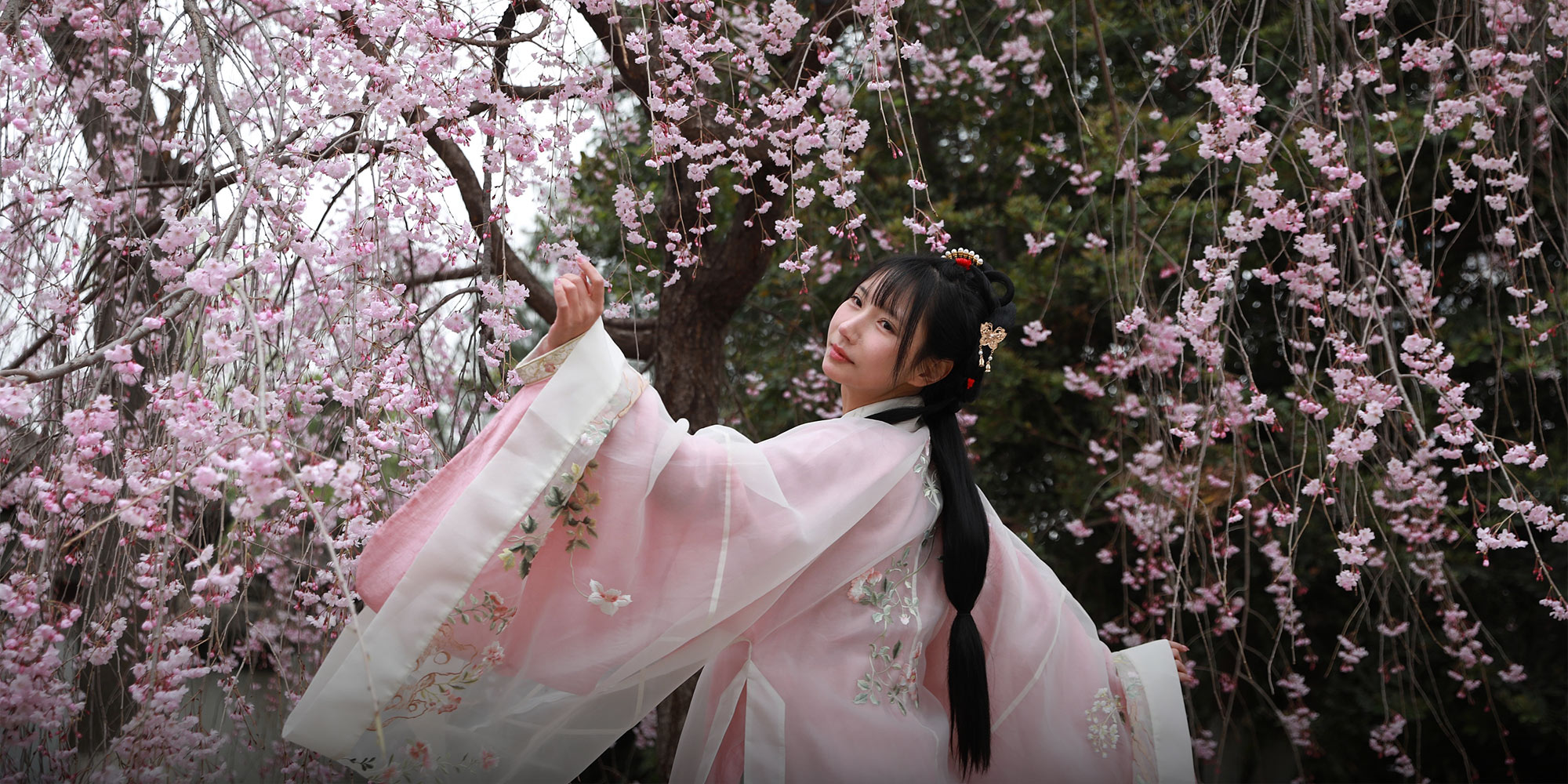 In China, Climate Change Disrupts a Beloved Tradition: Cherry Blossom Season