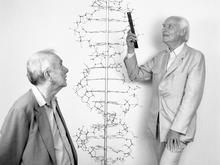 Ausstellung im Dresdner Hygiene-Museum: Als Watson und Crick die DNA entdeckten