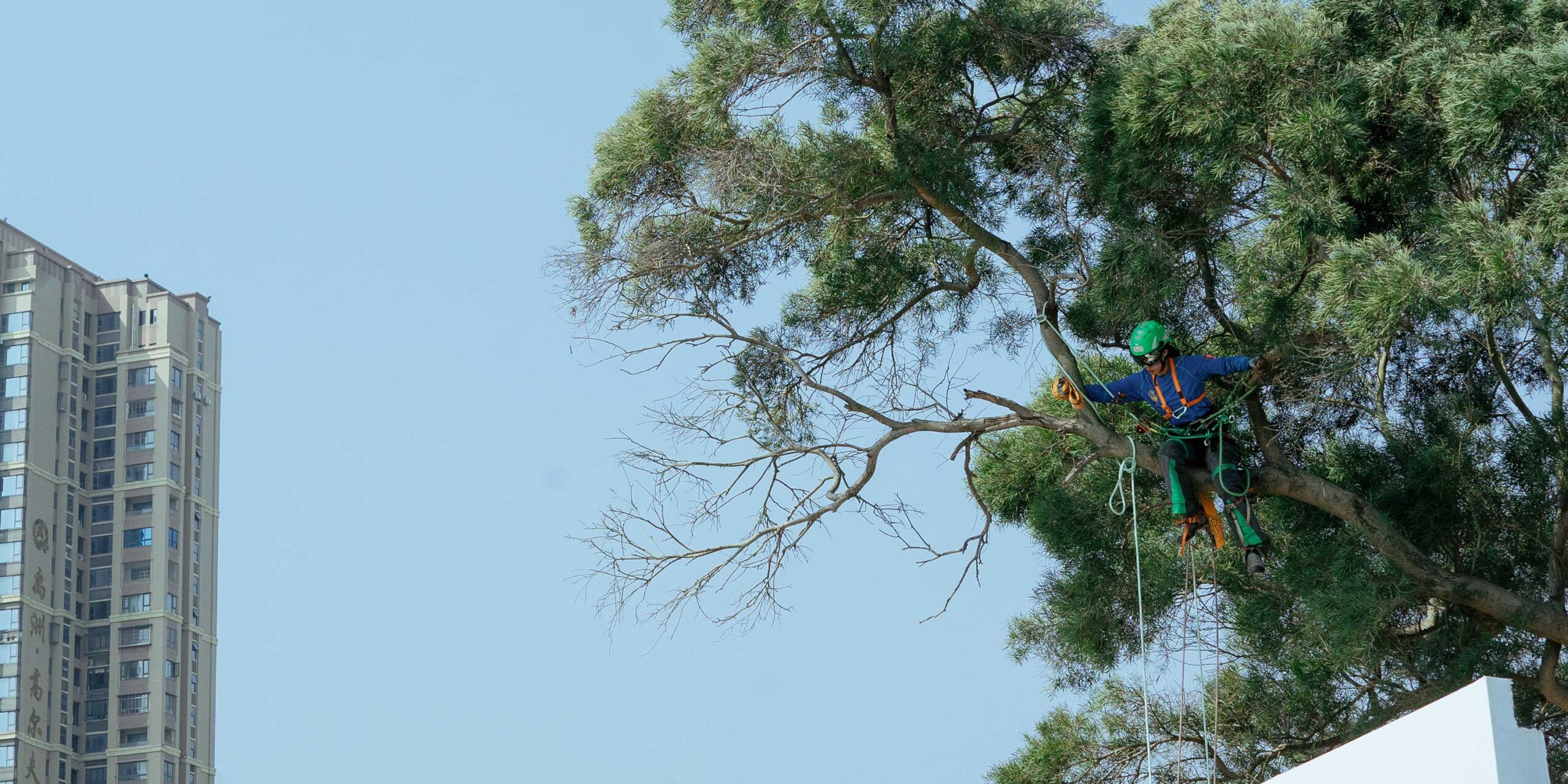 Standing Tall: A Runner’s Unlikely Journey to the Top — of Trees