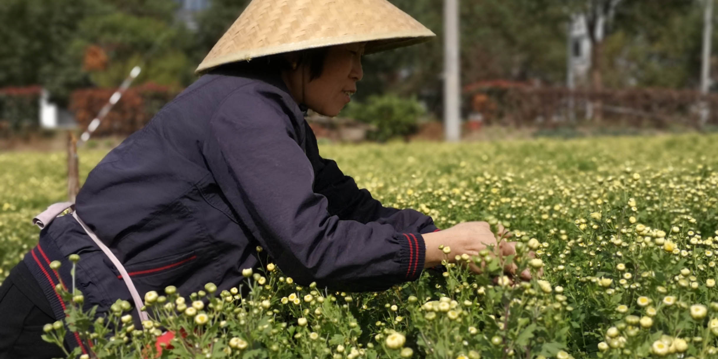 The Lost Art of Chrysanthemum Cultivation