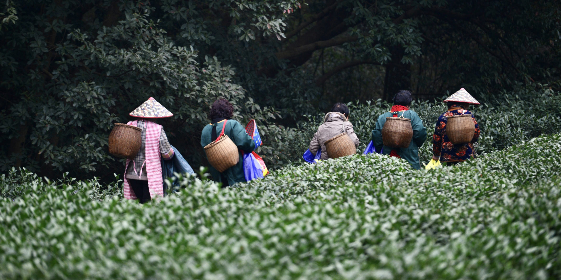 How Climate Change Is Upending China’s Tea Industry