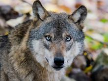 Kollision auf Bundesstraße 5 in Brandenburg: Auto überfährt Wolf nahe der Berliner Stadtgrenze