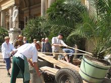 Ausfahrt nach der Winterruhe : 1000 Pflanzen wieder im Sanssouci-Park