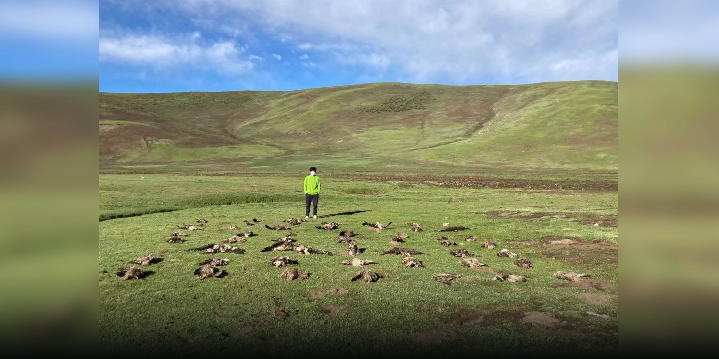 Rare Raptors Found Dead Near Chinese National Park: Volunteers