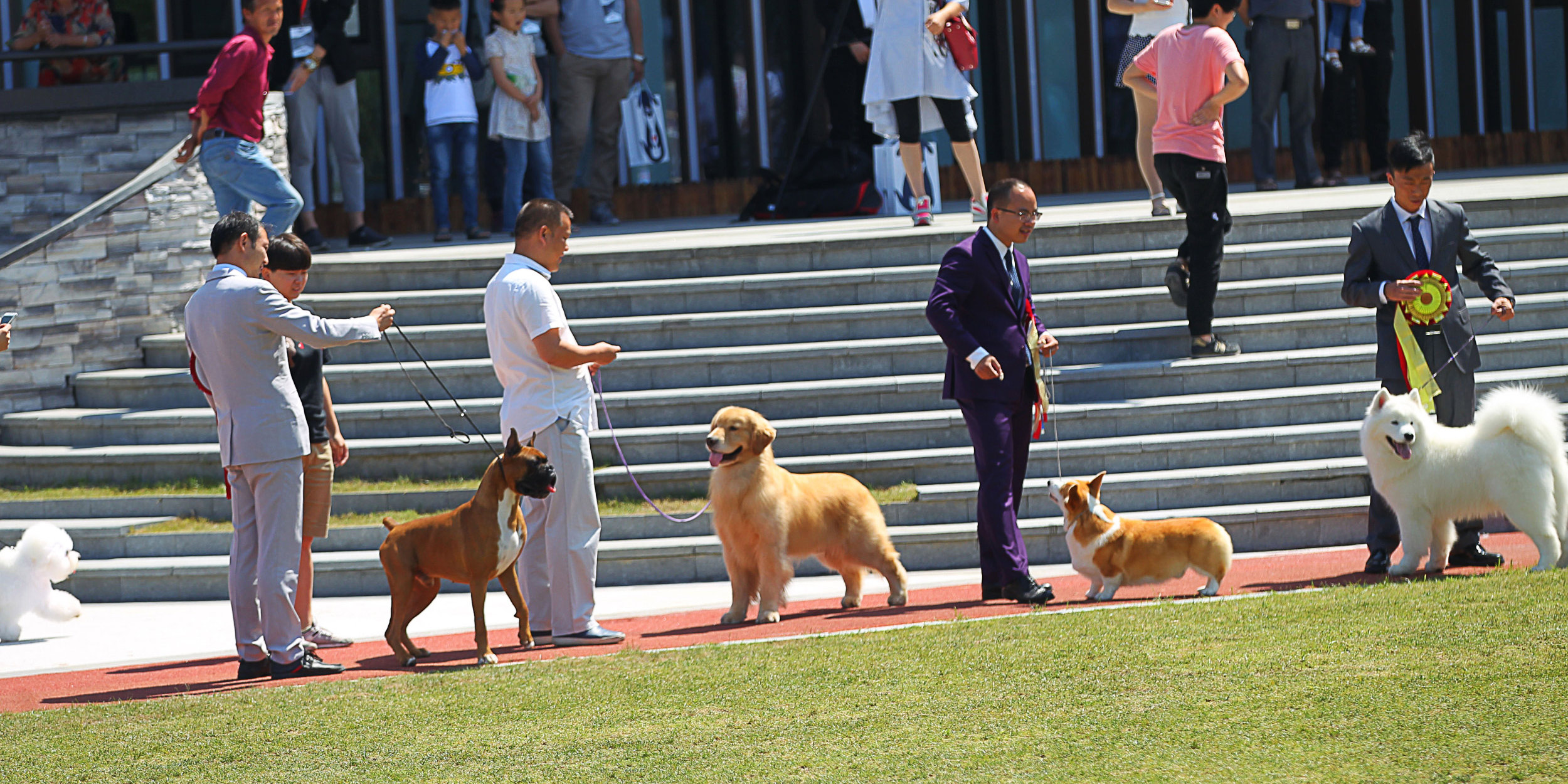 How a Chinese Town Made a Fortune From the World’s Lockdown Pets