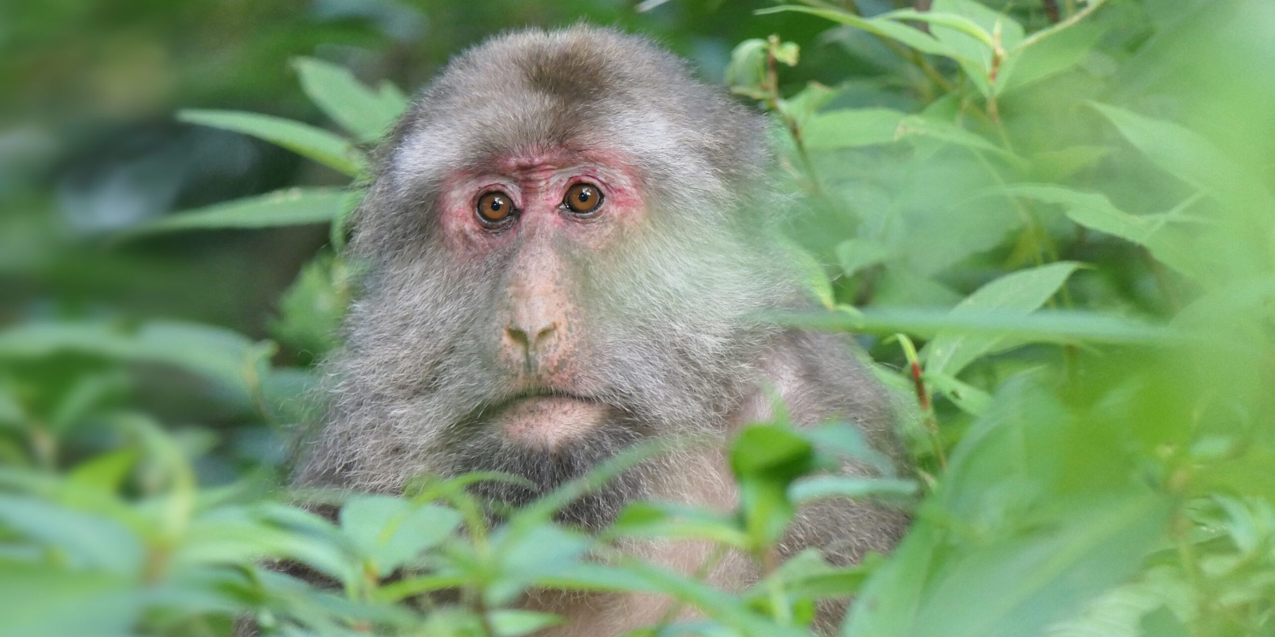 China Wakes Up to Danger From Illegal Lab Monkey Trade