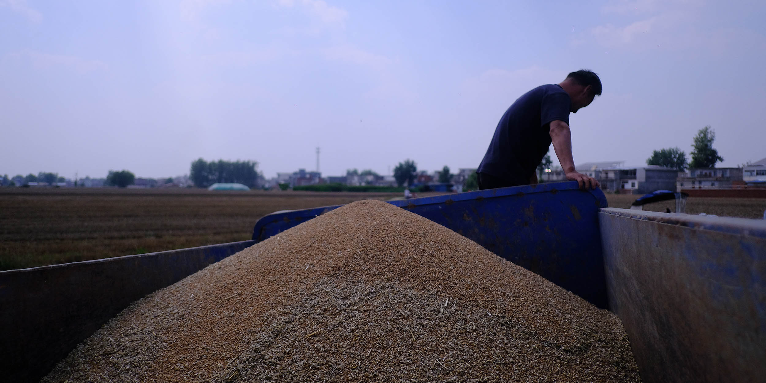 Battling Rain and Time, Henan Farmers Race to Salvage Wheat Crop