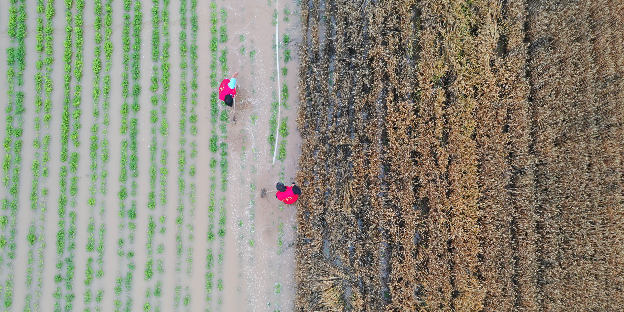 Unprecedented Rain in Central China Wreaks Havoc on Wheat Fields