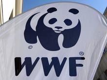 „Bedrohung“ für die Wirtschaft: Russland verbietet Umweltschutzorganisation WWF