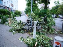 Aufräumarbeiten dauern noch an: Sturm im Juli zerstörte mehr als 100 Bäume in Berlin-Mitte 