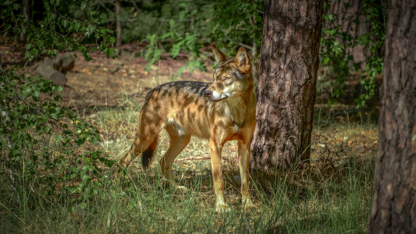 „Es ist gar nicht so unwahrscheinlich, auf einen Wolf zu stoßen“ : So verhalten Sie sich, wenn Sie in Brandenburg wilden Tieren begegnen