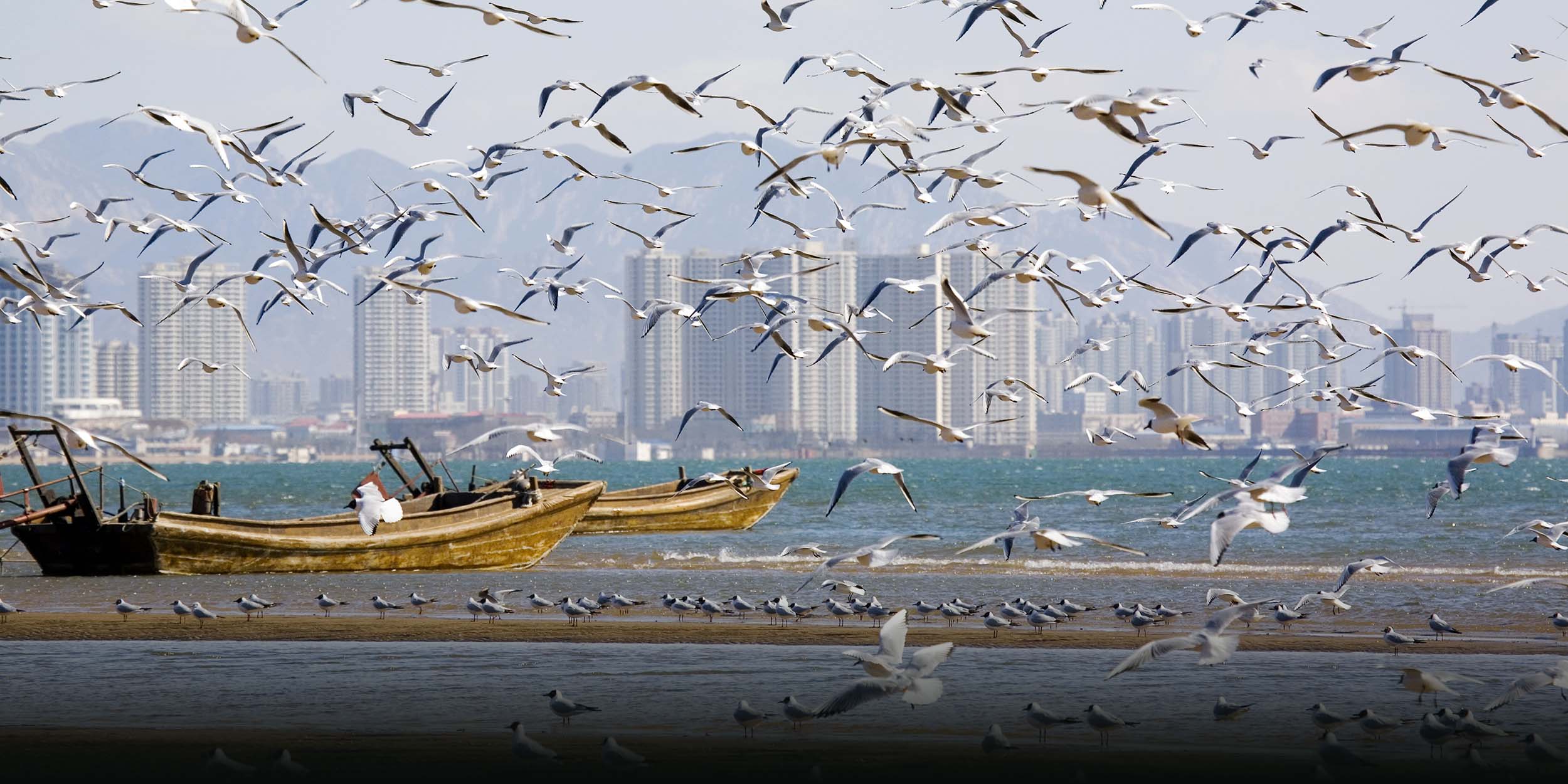 Migratory Birds Protection in Spotlight at World Coastal Forum