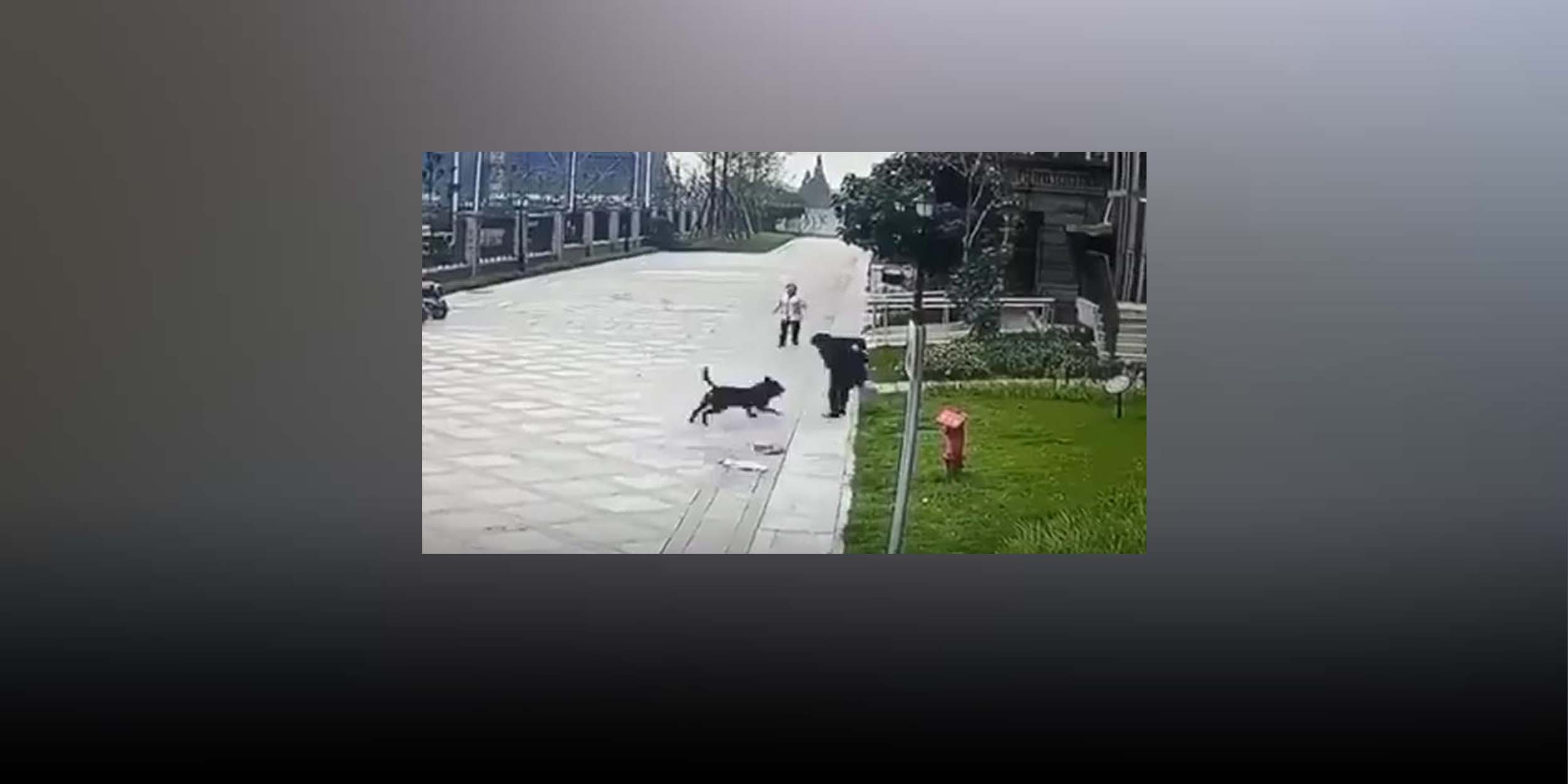 After Dog Mauls Child, Chinese Cities Push to Tighten Pet Laws