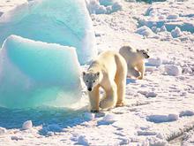 Polarexpedition: Wissenschaft auf dem Eisbärenspielplatz