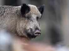 In Seenot und unter dem Auto: Wildschwein-Einsätze halten Beamte in Oberschöneweide in Atem