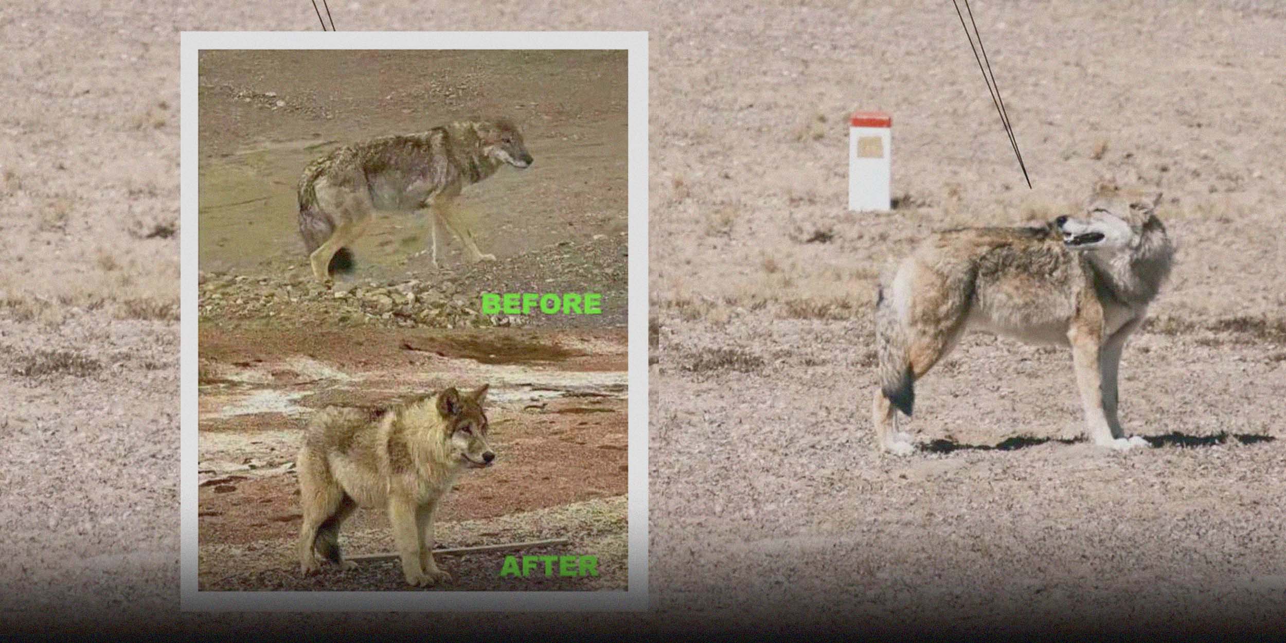 ‘Lying Flat’ Wolf Fed Well by Tourists, But Concerns Raised