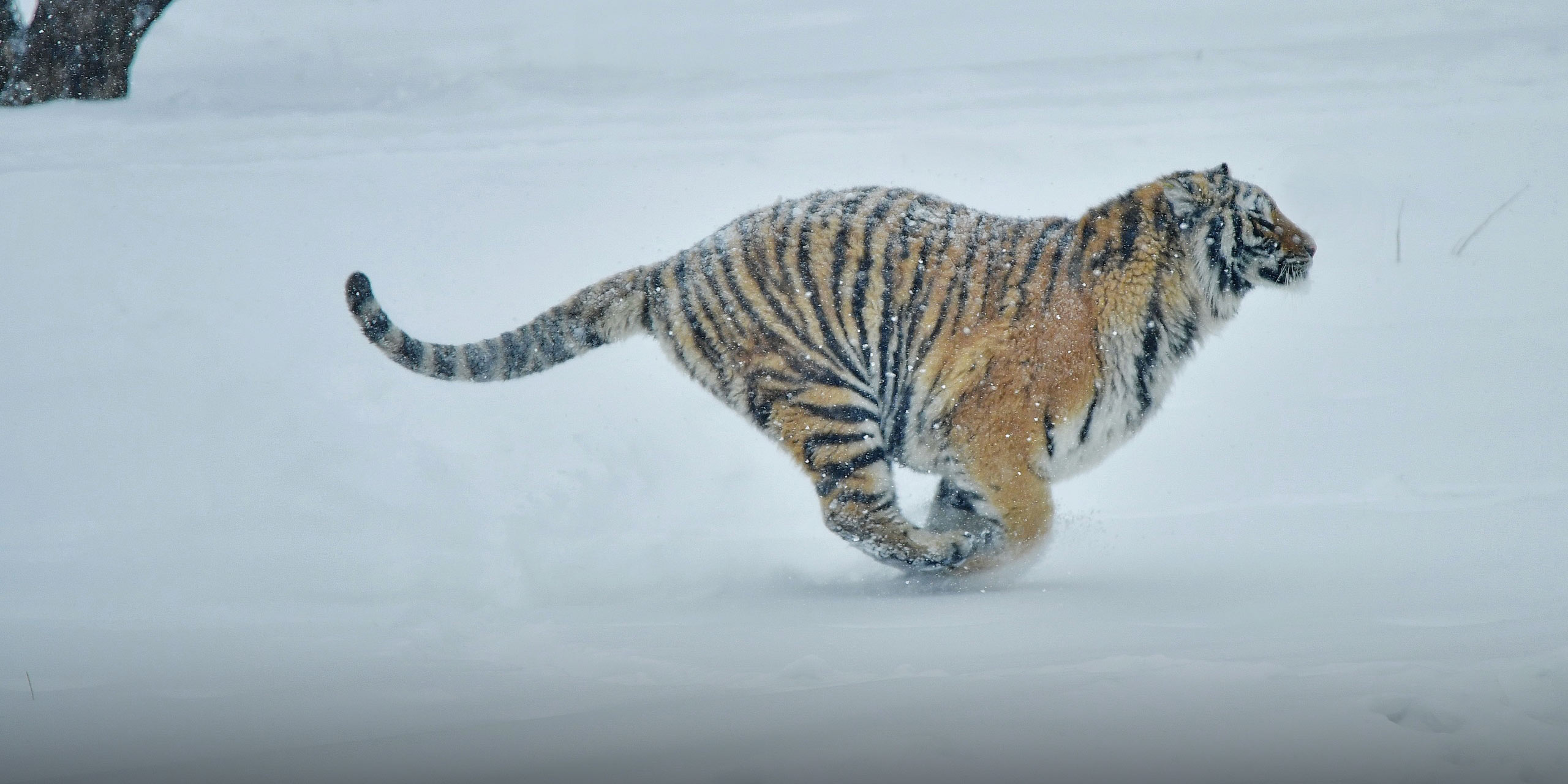 Harsh Winter Drives Tigers Closer to Cities in Northeast China