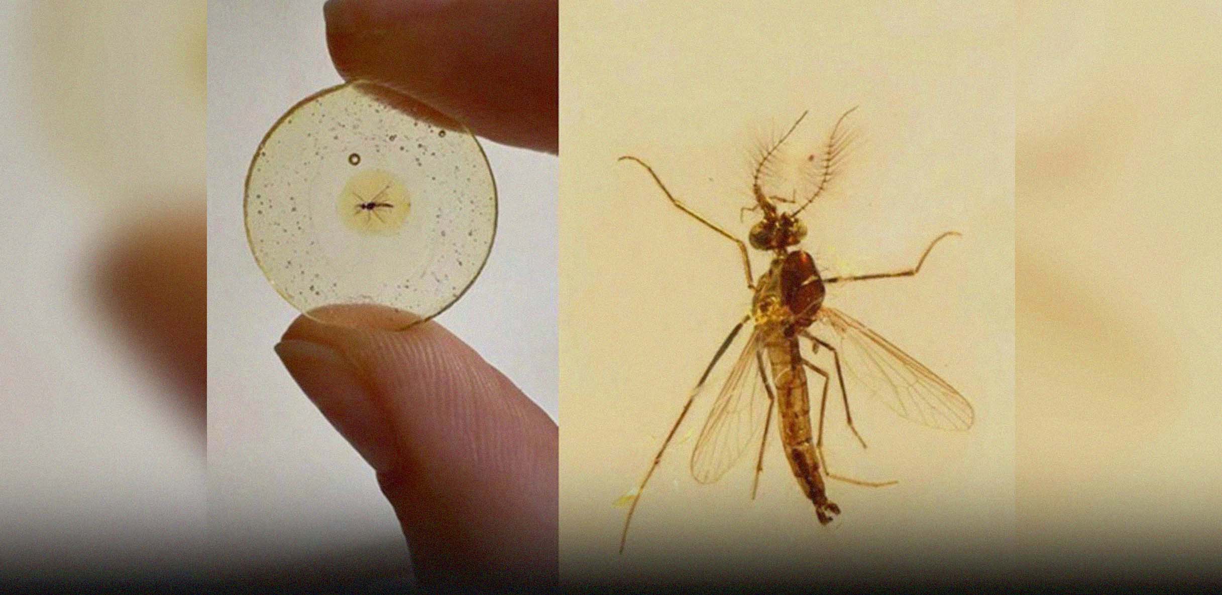 Male Mosquitoes Sucked Blood Too — Then Went Plant-Based to Survive: Researcher