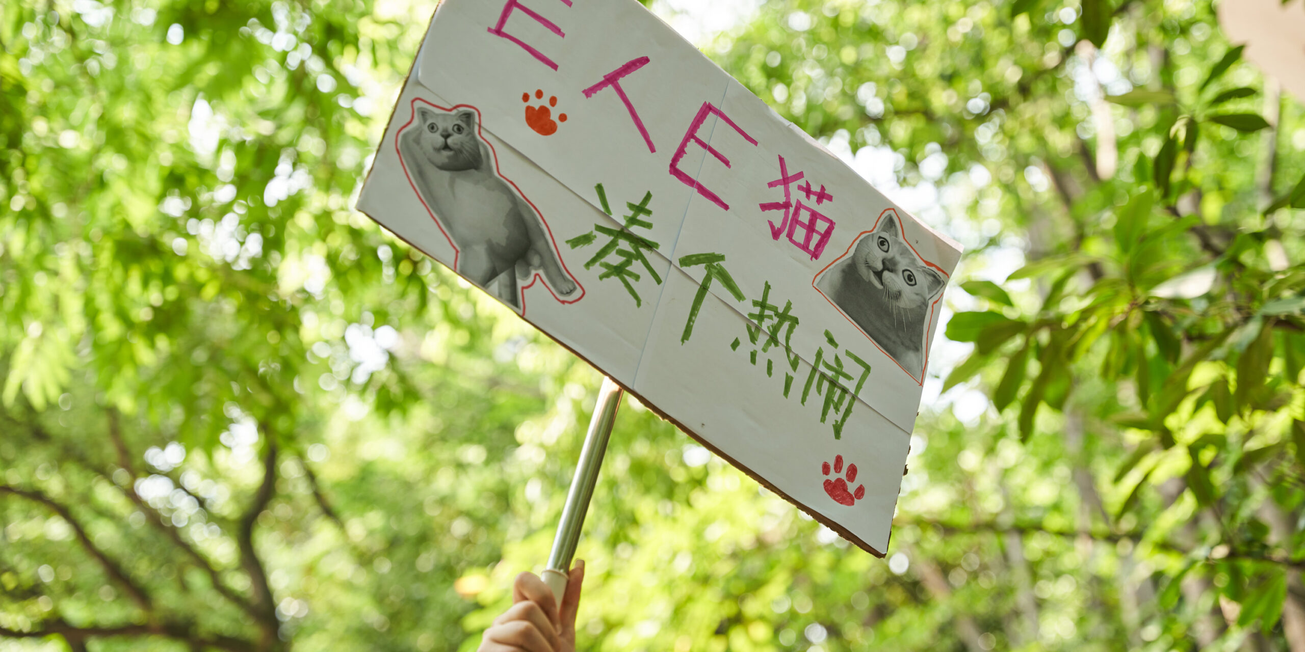 China’s Latest Matchmaking Craze: Blind Dates for Cats