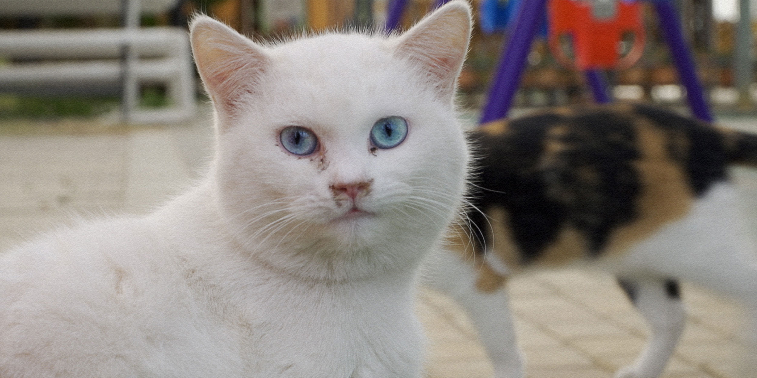 Cat Island: A Utopia For Shanghai’s Stray Felines