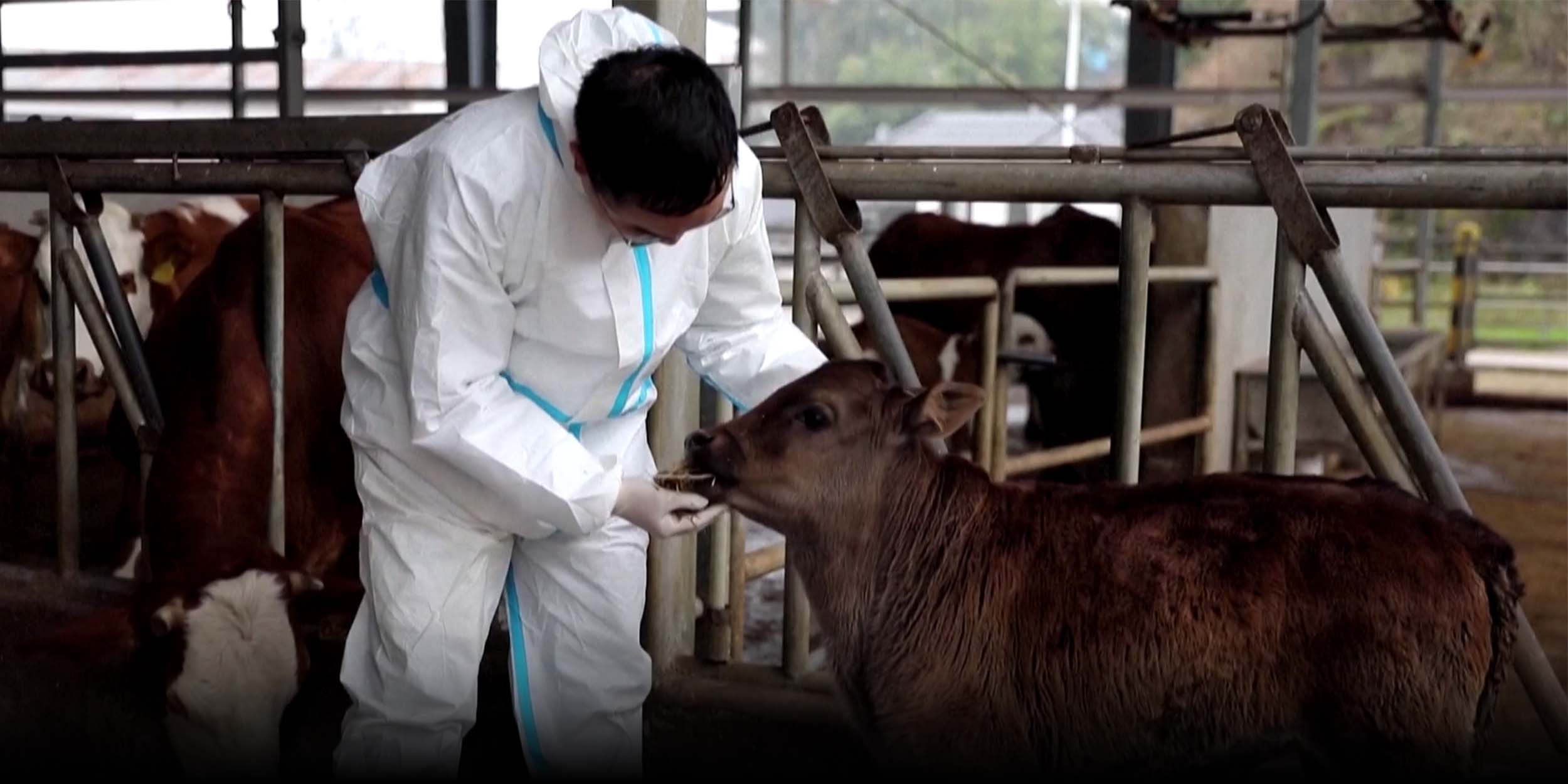 Endangered Xizang Cattle Cloned For the First Time