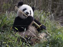 „Wir sind kurz vor der Paarung“: Pandas im Berliner Zoo zeigen „Anzeichen für Liebe“